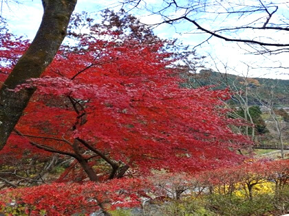 美しい紅葉の様子