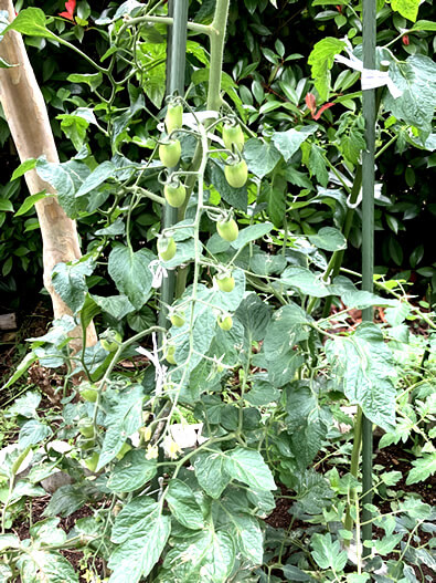 夏野菜はじめての収穫